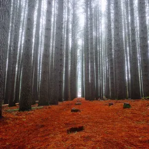 Sugar Pine Forest Sugar Pine Forest