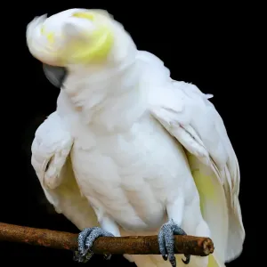 Sulphur Crested Cockatoo Head Shake Sulphur Crested Cockatoo Head Shake