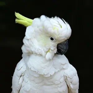 Sulphur crested cockatoo perched on a twig