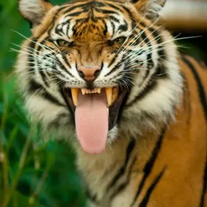 Sumatran Tiger