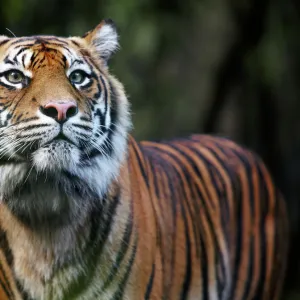 Sumatran Tiger