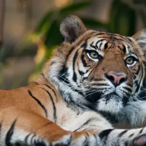 Tigre de Sumatra (Panthera tigris sumatrae)