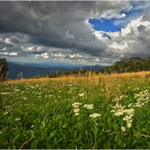 Summer blooms, Mount Buller, Victoria, Australia