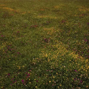 Summer fields Summer fields