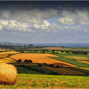 A summer harvest scene in south Devon, England