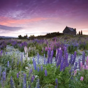Summer lupins at sunrise at Lake Tekapo, NZ Summer lupins at sunrise at Lake Tekapo, NZ