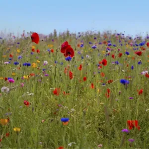 Summer wild flowers Summer wild flowers