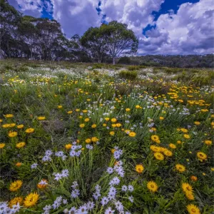 Three Mile Creek Wildflower Print Three Mile Creek Wildflower Print