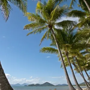 Sun Lounges on Tropical Palm Filled Beach