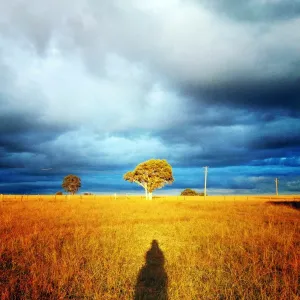Sun shines on the golden grass in hunter valley