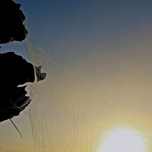 Sun Web