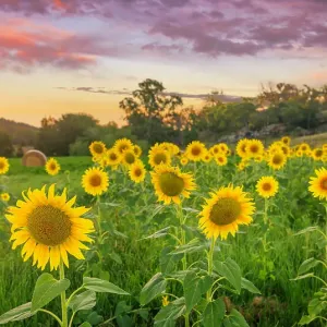 Sunflower sunrise Sunflower sunrise
