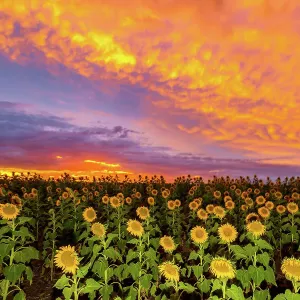 Sunflowers
