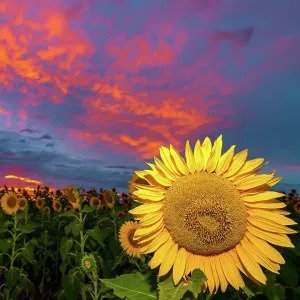 Sunflowers