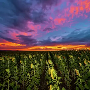 Sunflowers