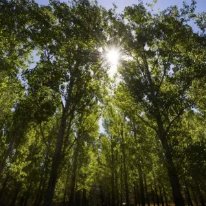 Sunlight through trees Sunlight through trees