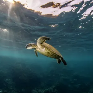 Sunray turtle