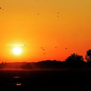 Sunrise with birds in silhouette