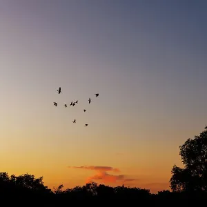 Sunrise with birds in silhouette