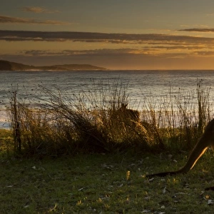 sunrise kangaroo at beach