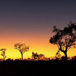 Sunrise with trees in silhouette