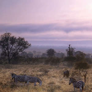 Sunrise With the Zebras & Wildebeest, Kruger National Park, South Africa