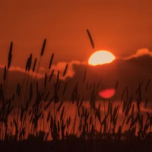 Australia Sunset Field Print Australia Sunset Field Print