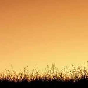 Sunset with grass in silhouette
