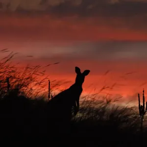 Sunset Kangaroo Sunset Kangaroo