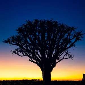 Sonnenuntergangs Schatten eines Bogenschützenbaums am Giant's Playground in Keetsmanshoop, Namibia, Afrika