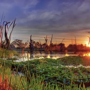 Sunset at swamp Sunset at swamp