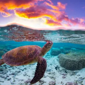 Tortuga Puesta del Sol