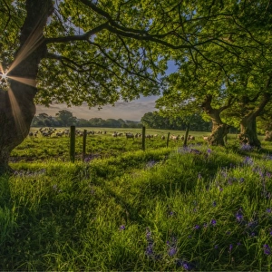 Sunstar Stokeford meadow