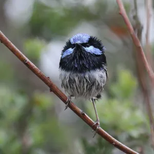 Superb Fairy-wren