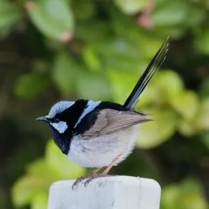 A Superb Fairy Wren resting on a post in Roma, South West Queensland, Australia