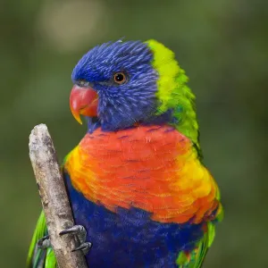 Swainsons lorikeet