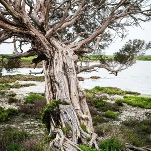 Swamp paperbark tree at Coorong lagoon Australia