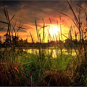 Swamp at sunset