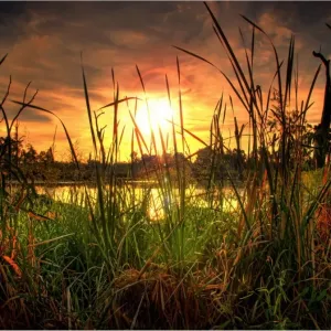 Swamp at sunset Swamp at sunset