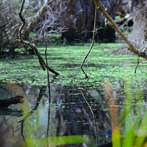 Swampy Scene