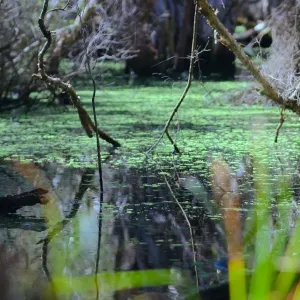 Swampy Scene
