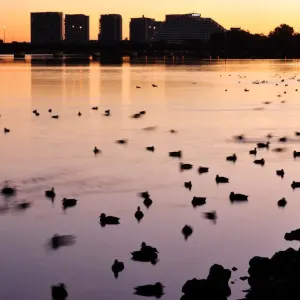 Swan River At Dawn Swan River At Dawn