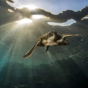 Swim away turtle
