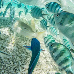 Nadar con peces.