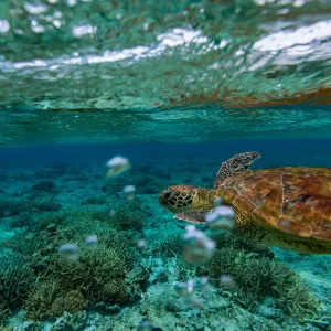 Nadar con tortuga marina verde.