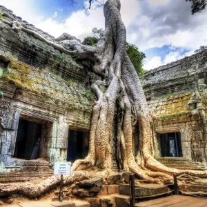 Ta Prom Temple, Siem Reap, Cambodia Ta Prom Temple, Siem Reap, Cambodia