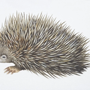 Tachyglossus aculeautus, Short-nosed Echidna, side view