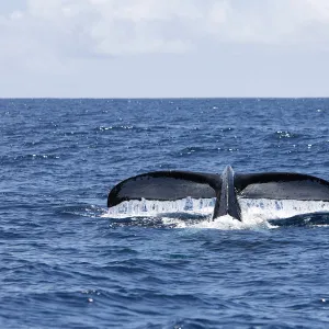 Tail of Humpback whale sticking out from sea