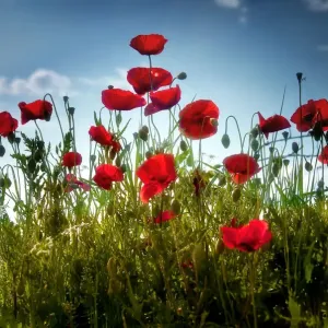 Tall poppies Tall poppies