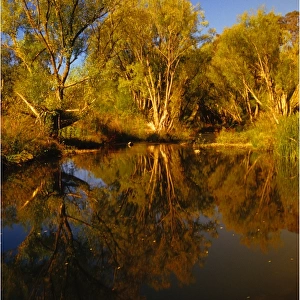 Tambo river reflections, Victoria, Australia